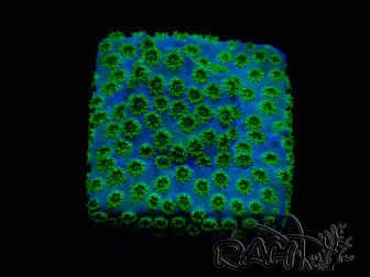 WYSIWYG - RAH Cyphastrea Minefiels