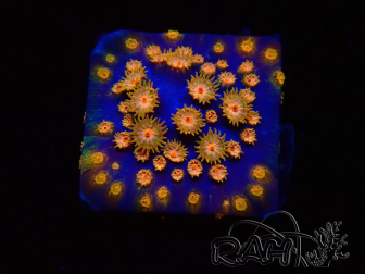 WYSIWYG - RAH Cyphastrea Spicy Pumpkin