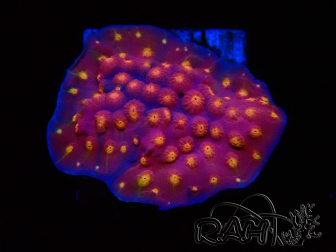 WYSIWYG - WWC Cyphastrea Rainbow Madness