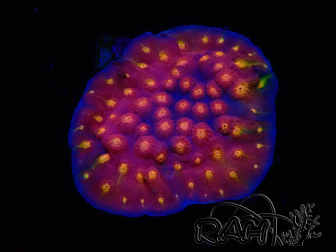 WYSIWYG - WWC Cyphastrea Rainbow Madness