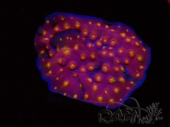 WYSIWYG - WWC Cyphastrea Rainbow Madness
