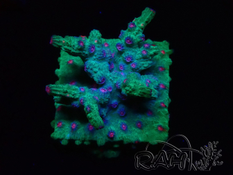 WYSIWYG - RAH Cyphastrea decadia Green