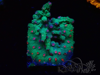 WYSIWYG - RAH Cyphastrea decadia Green