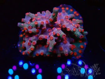 WYSIWYG - RAH Cyphastrea decadia Red