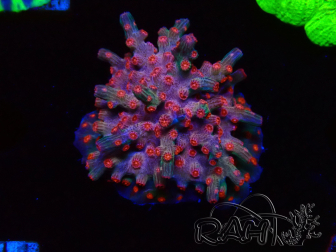 WYSIWYG - RAH Cyphastrea decadia Red