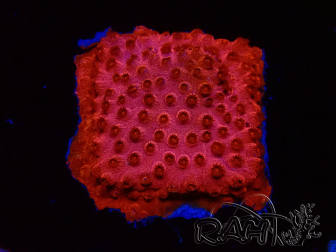 WYSIWYG - AK Candyland Cyphastrea