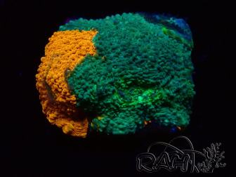 WYSIWYG - RAH Acanthastrea echinata Rainbow