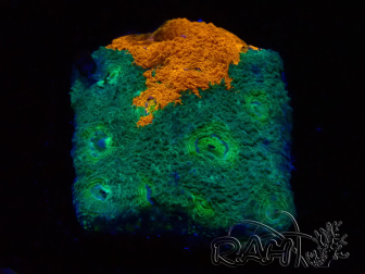 WYSIWYG - RAH Acanthastrea echinata Rainbow