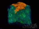WYSIWYG - RAH Acanthastrea echinata Rainbow 3Q2