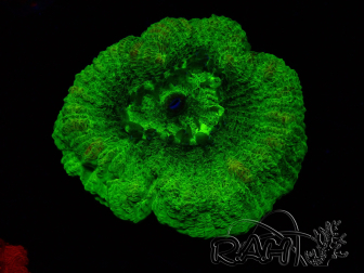 WYSIWYG - RAH Goniastrea Puffy Canary