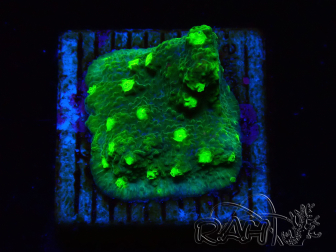 WYSIWYG - JF Astreopora Lime Time