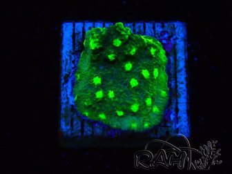 WYSIWYG - JF Astreopora Lime Time
