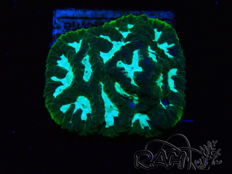 WYSIWYG RAH Favia Luminescent Green