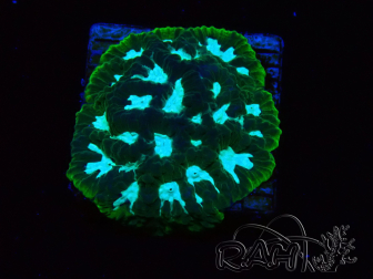 WYSIWYG RAH Favia Luminescent Green
