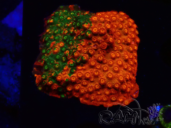 WYSIWYG - RAH Cyphastrea Sunkist Grafted