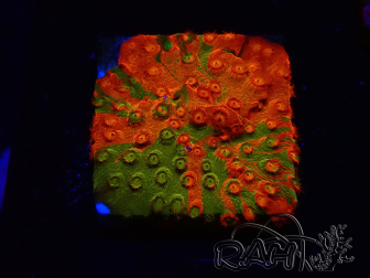 WYSIWYG - RAH Cyphastrea Sunkist Grafted