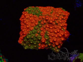 WYSIWYG - RAH Cyphastrea Sunkist Grafted