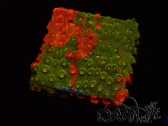 WYSIWYG - RAH Cyphastrea Sunkist Grafted