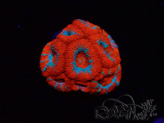 WYSIWYG RAH Micromussa Lava Burst