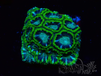WYSIWYG - RAH Micromussa Jungle Viper 4