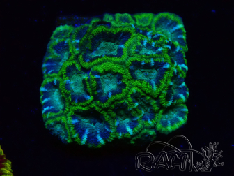 WYSIWYG - RAH Micromussa Jungle Viper 5