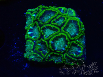 WYSIWYG - RAH Micromussa Jungle Viper 6