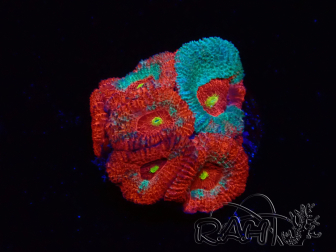 WYSIWYG - RAH Micromussa Dragon's Eye A3