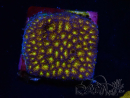 WYSIWYG - RAH Leptastrea oro