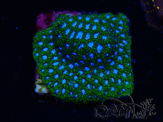 WYSIWYG - RAH Leptastrea Ice Eye 3A9