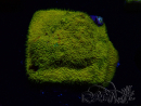 WYSIWYG - RAH Psammocora Dendelion