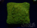 WYSIWYG - RAH Psammocora Dendelion