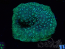 WYSIWYG - RAH Pavona maldivensis Green