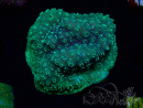 WYSIWYG - RAH Pavona maldivensis Green