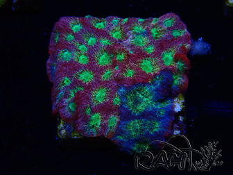 WYSIWYG - JF Favia Dayglo