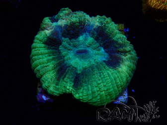WYSIWYG - RAH Goniastrea Crown of Jewels