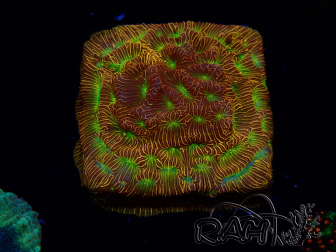 WYSIWYG - JF Leptoseris Jack O Lantern 3J11