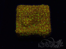 WYSIWYG - WWC Lithophyllon C3PO 3L6