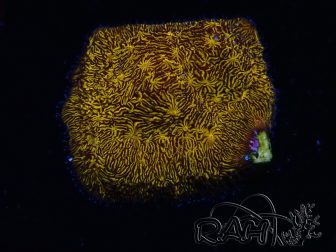 WYSIWYG - RAH Lithophyllon Gold 3L7