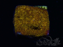 WYSIWYG - RAH Lithophyllon Gold 3L8