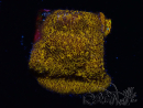 WYSIWYG - RAH Lithophyllon Oro
