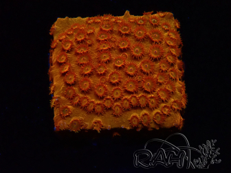 WYSIWYG - BigR Cyphastrea Sunkist