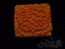 WYSIWYG - BigR Cyphastrea Sunkist