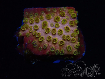 WYSIWYG - WWC Cyphastrea Copper head