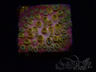 WYSIWYG - WWC Cyphastrea Copper head