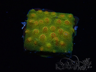 WYSIWYG - Tyree Cyphastrea Red Brick