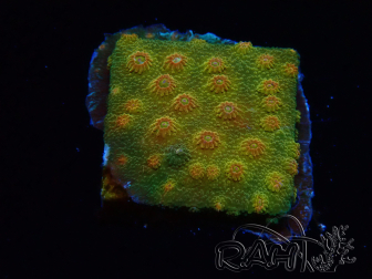 WYSIWYG - Tyree Cyphastrea Red Brick