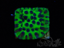 WYSIWYG - JF Cyphastrea PPE
