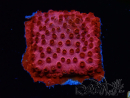 WYSIWYG - AK Candyland Cyphastrea
