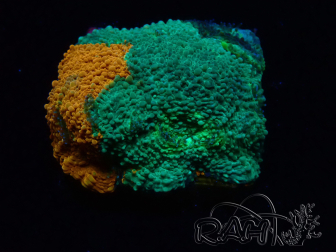 WYSIWYG - RAH Acanthastrea echinata Rainbow