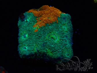 WYSIWYG - RAH Acanthastrea echinata Rainbow
